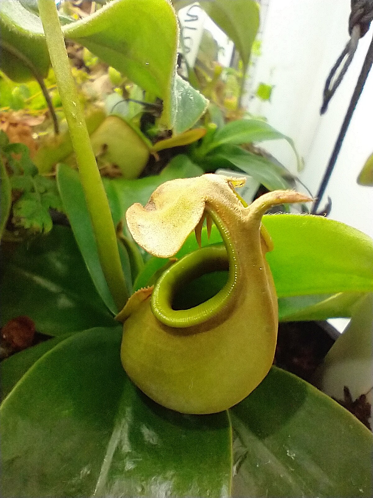 Nepenthes major
