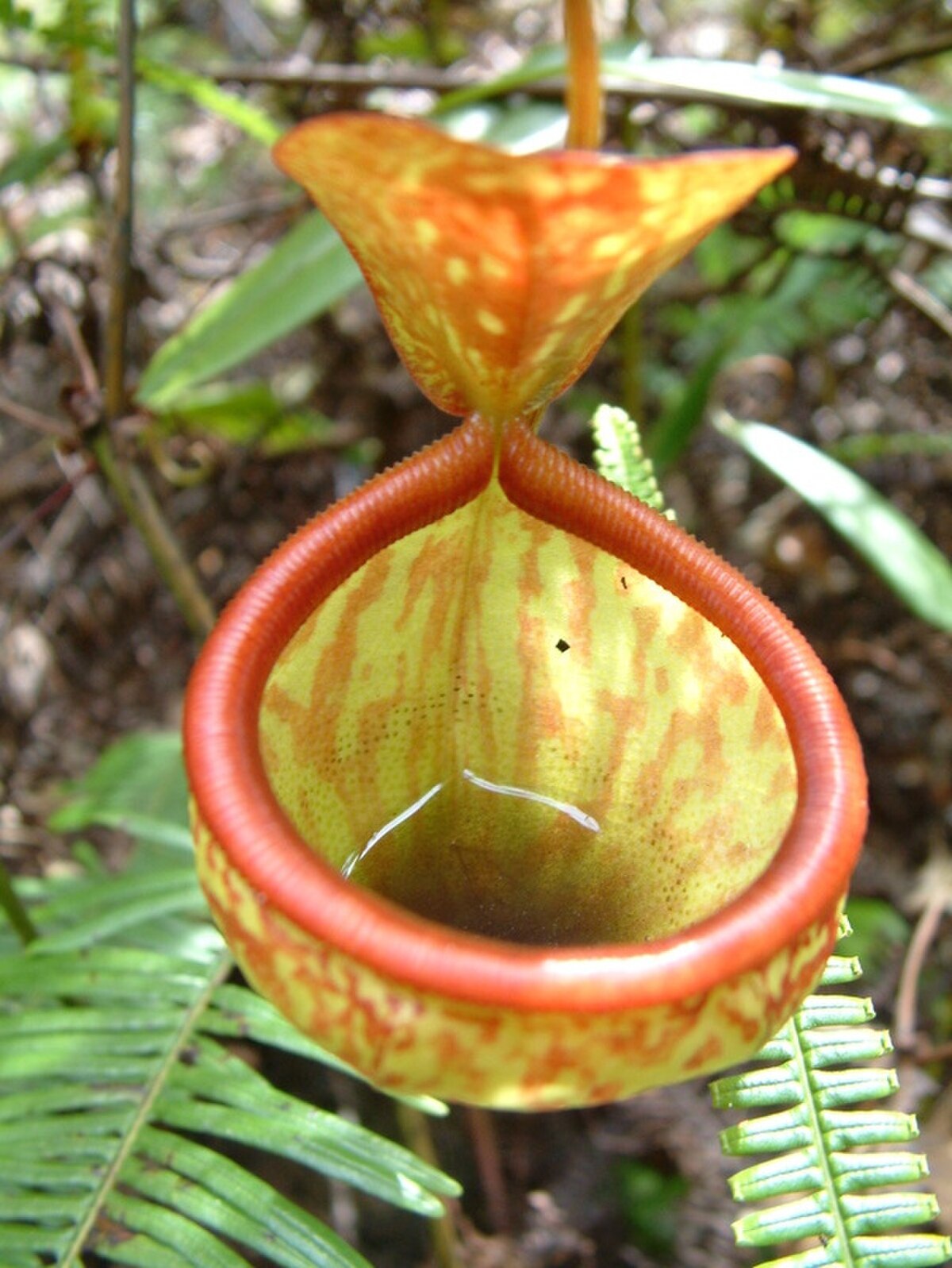 Nepenthes pitopangii