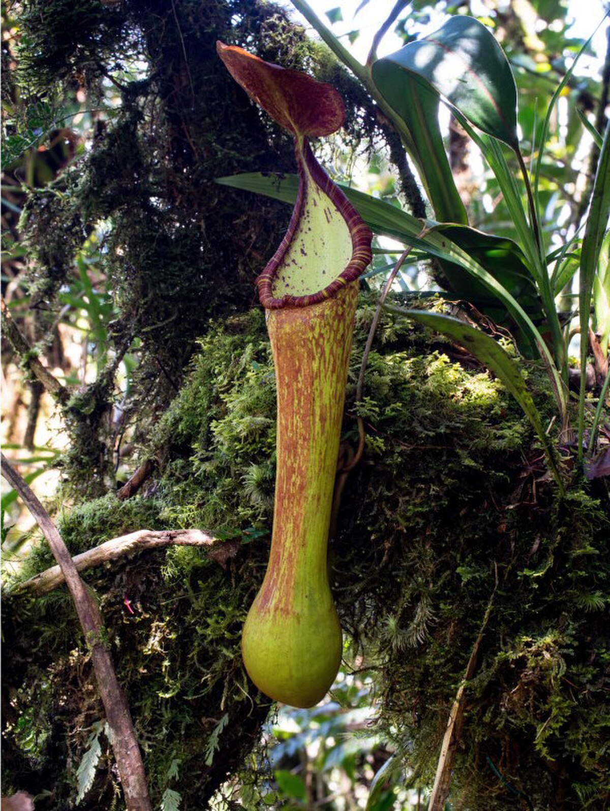 Nepenthes pantaronensis
