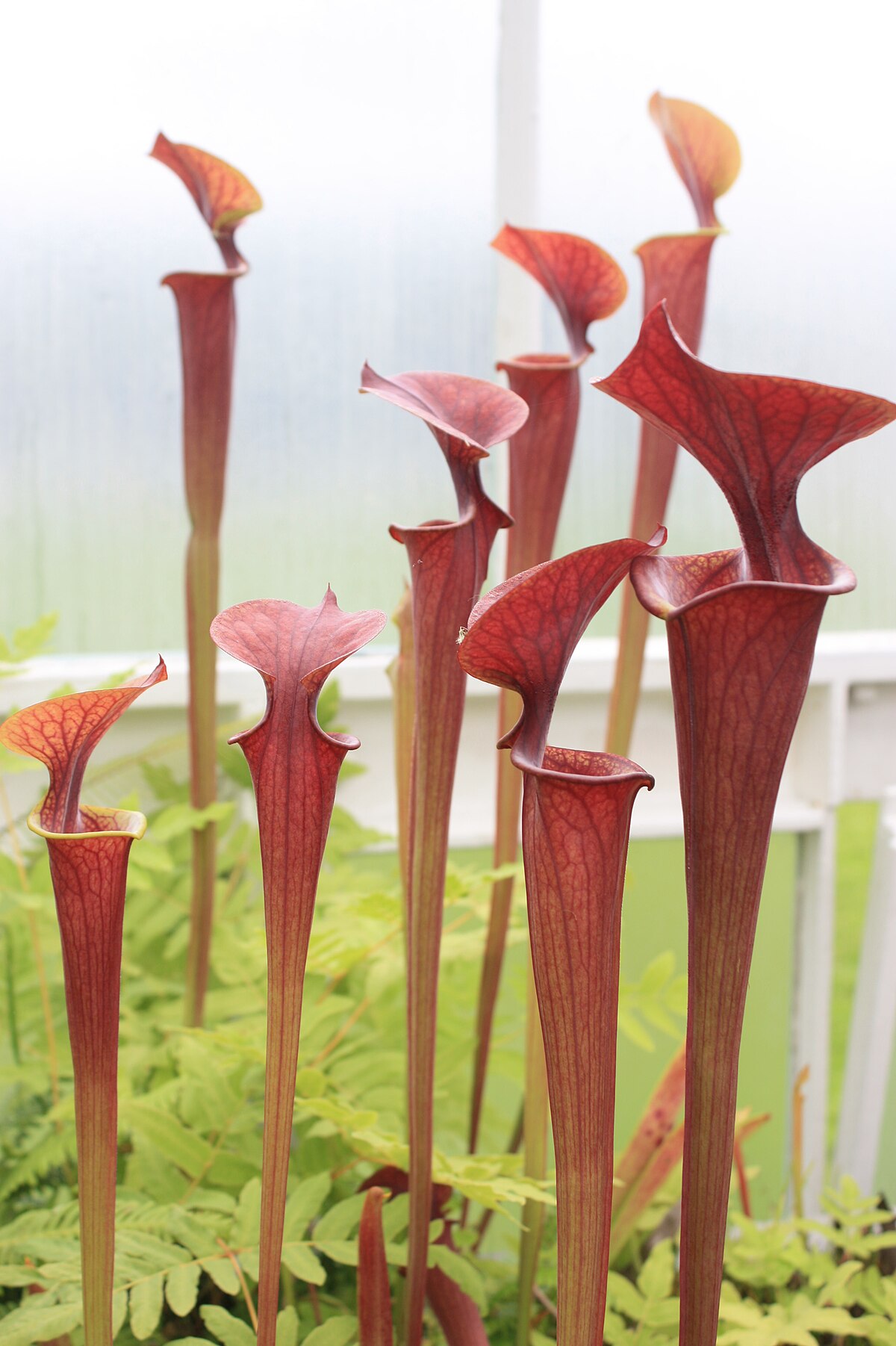 Sarracenia flava