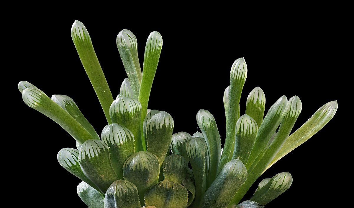 Haworthia cooperi