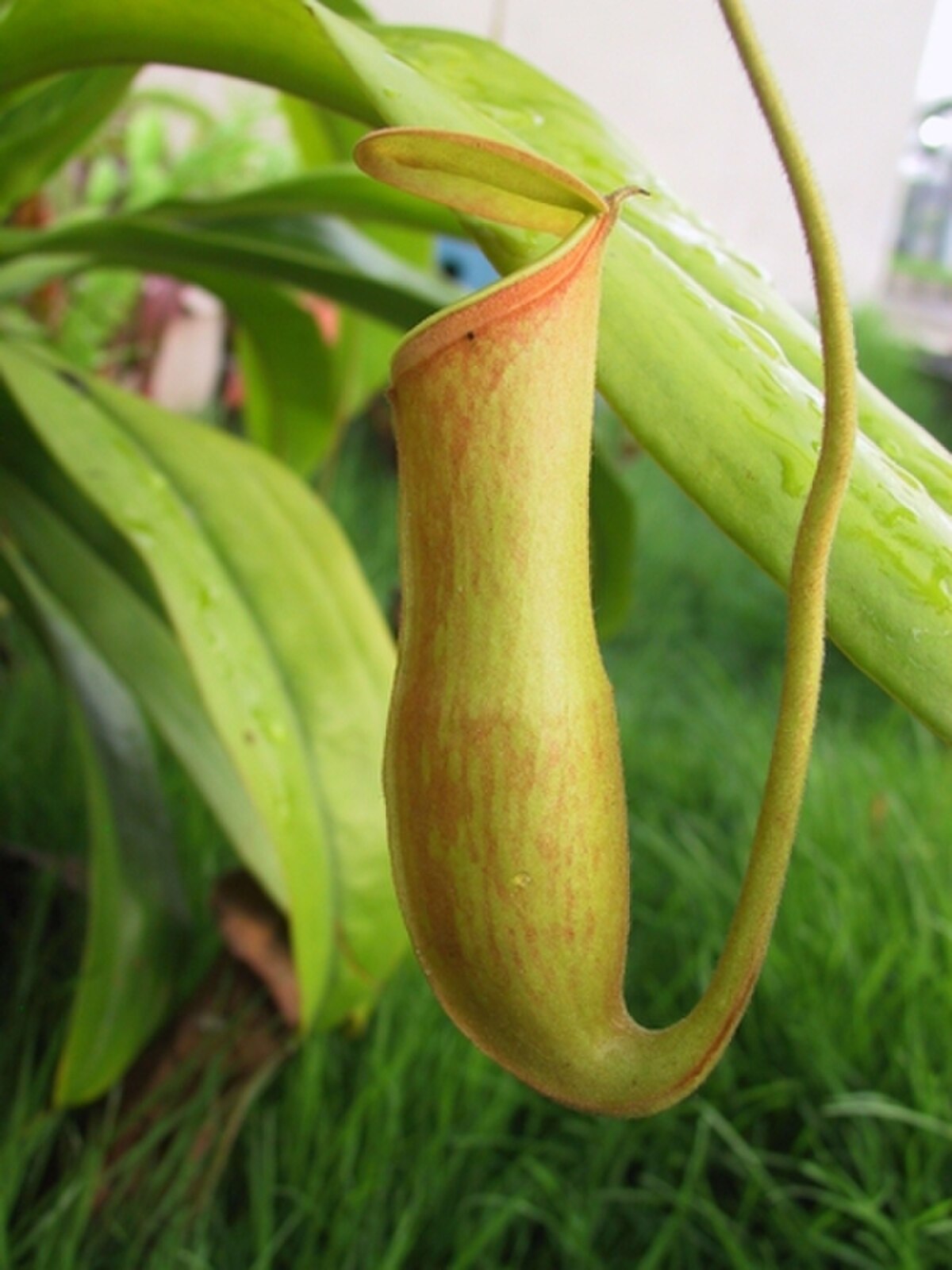 Nepenthes khasiana