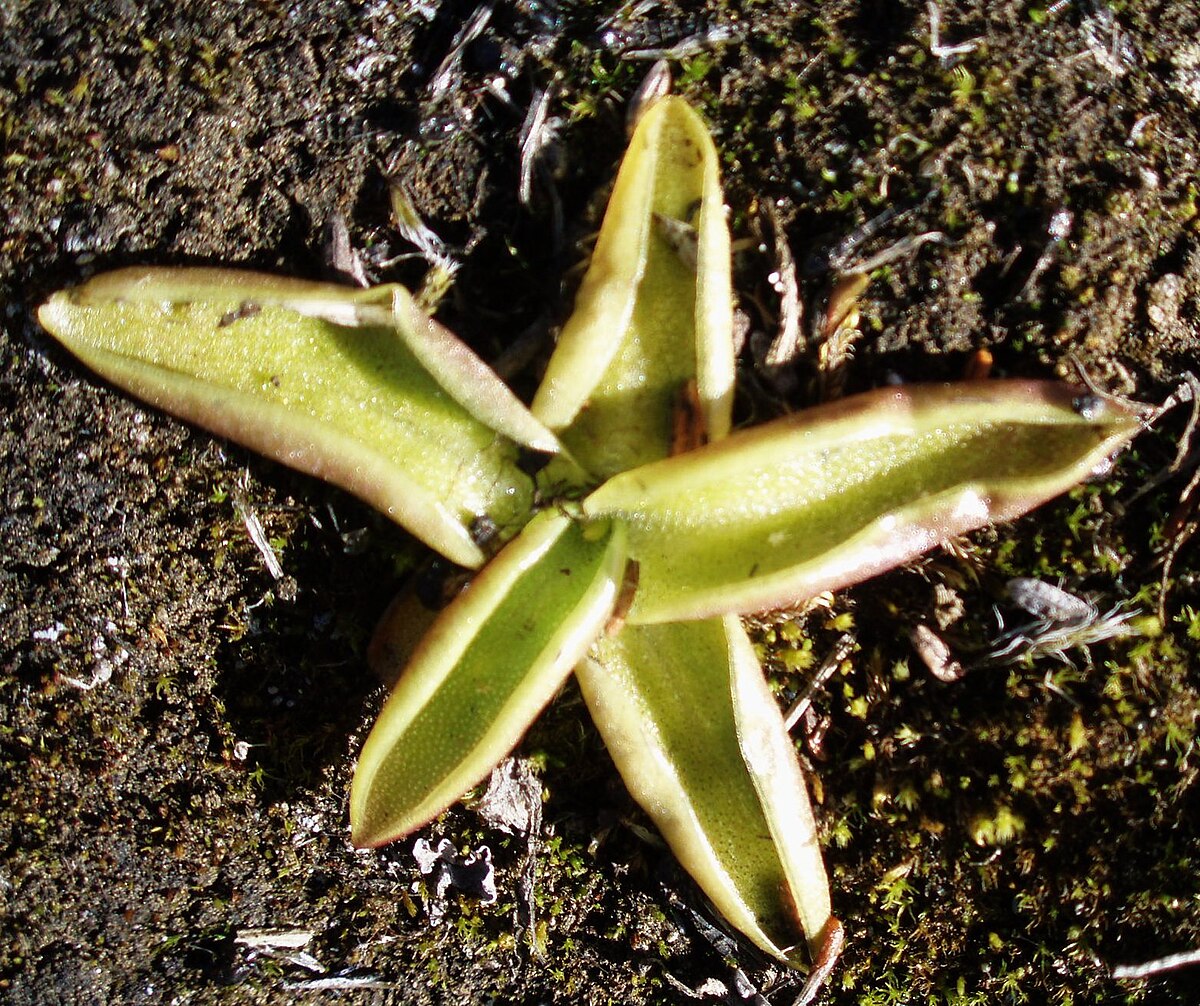 Pinguicula vulgaris