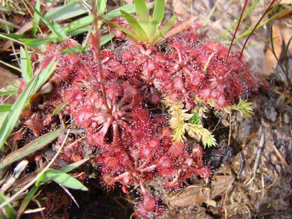 Drosera capillaris