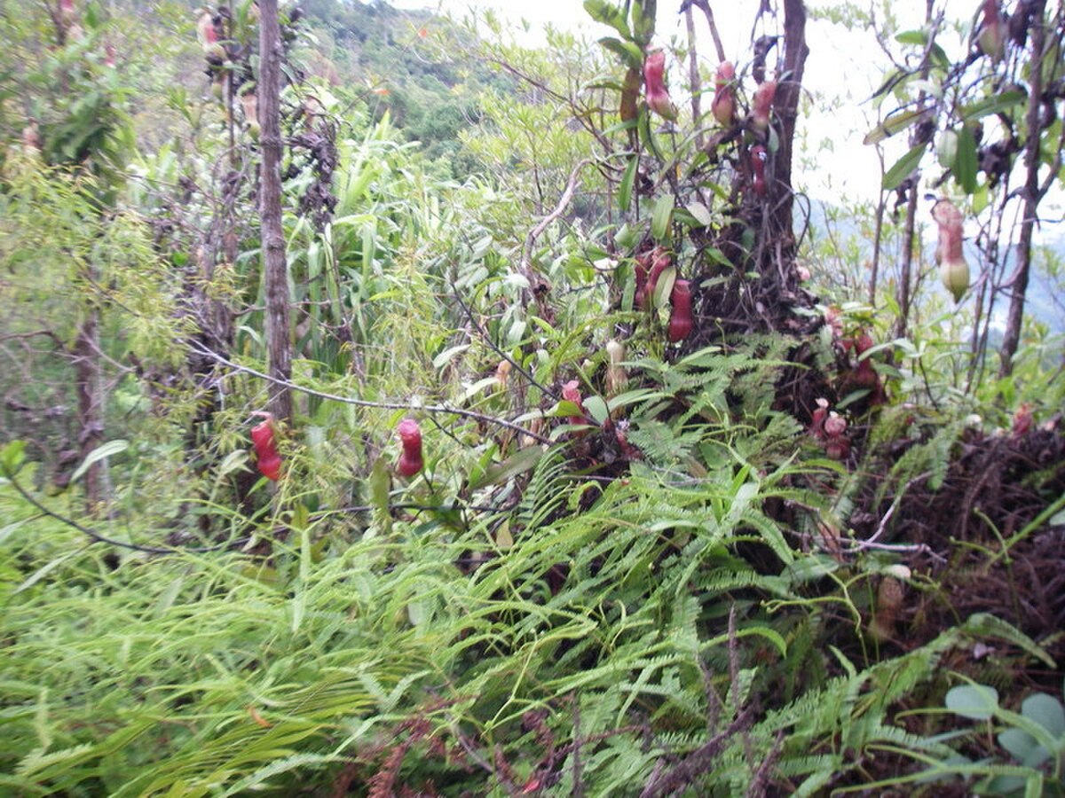 Nepenthes eustachya