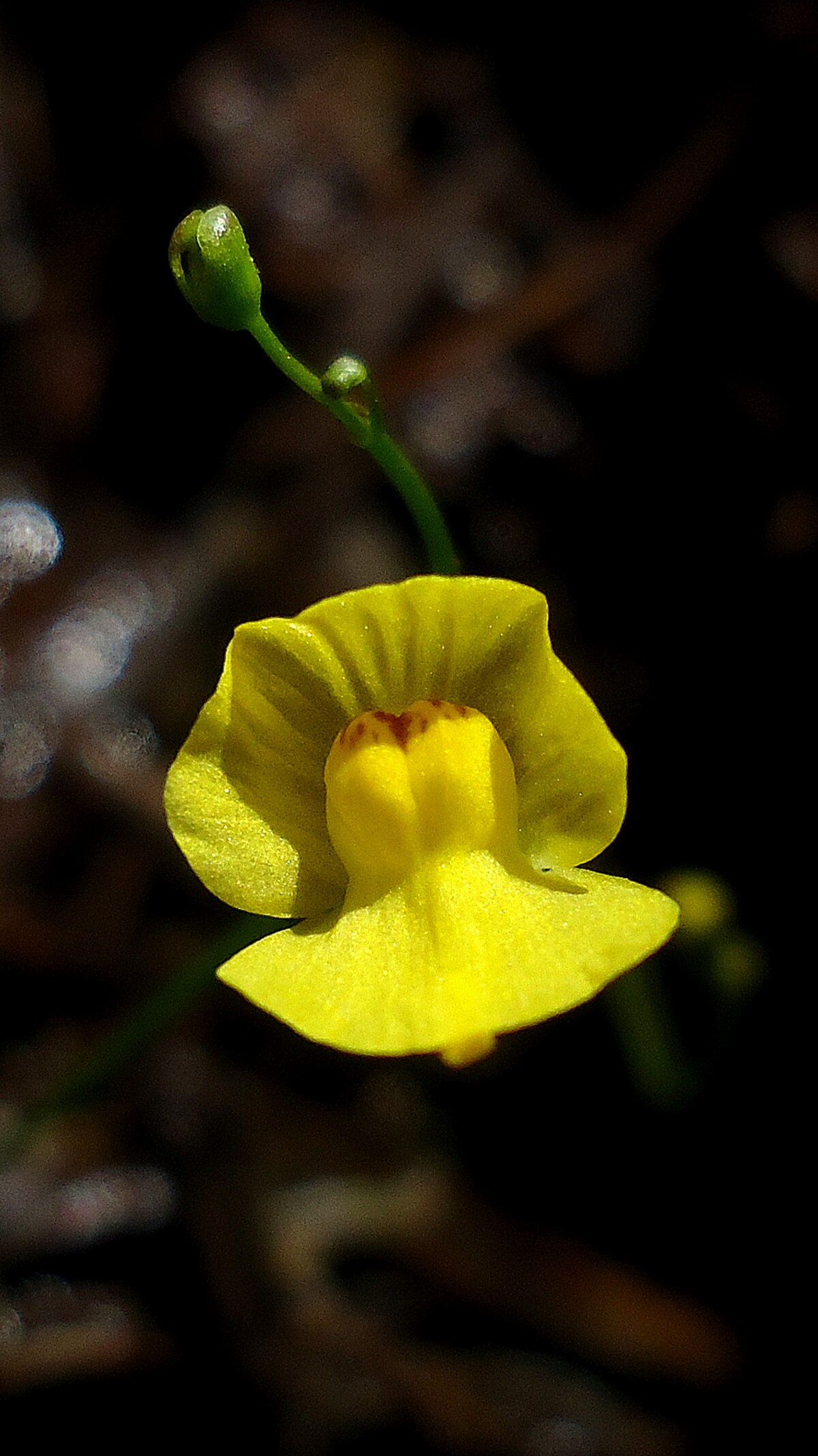 Utricularia gibba