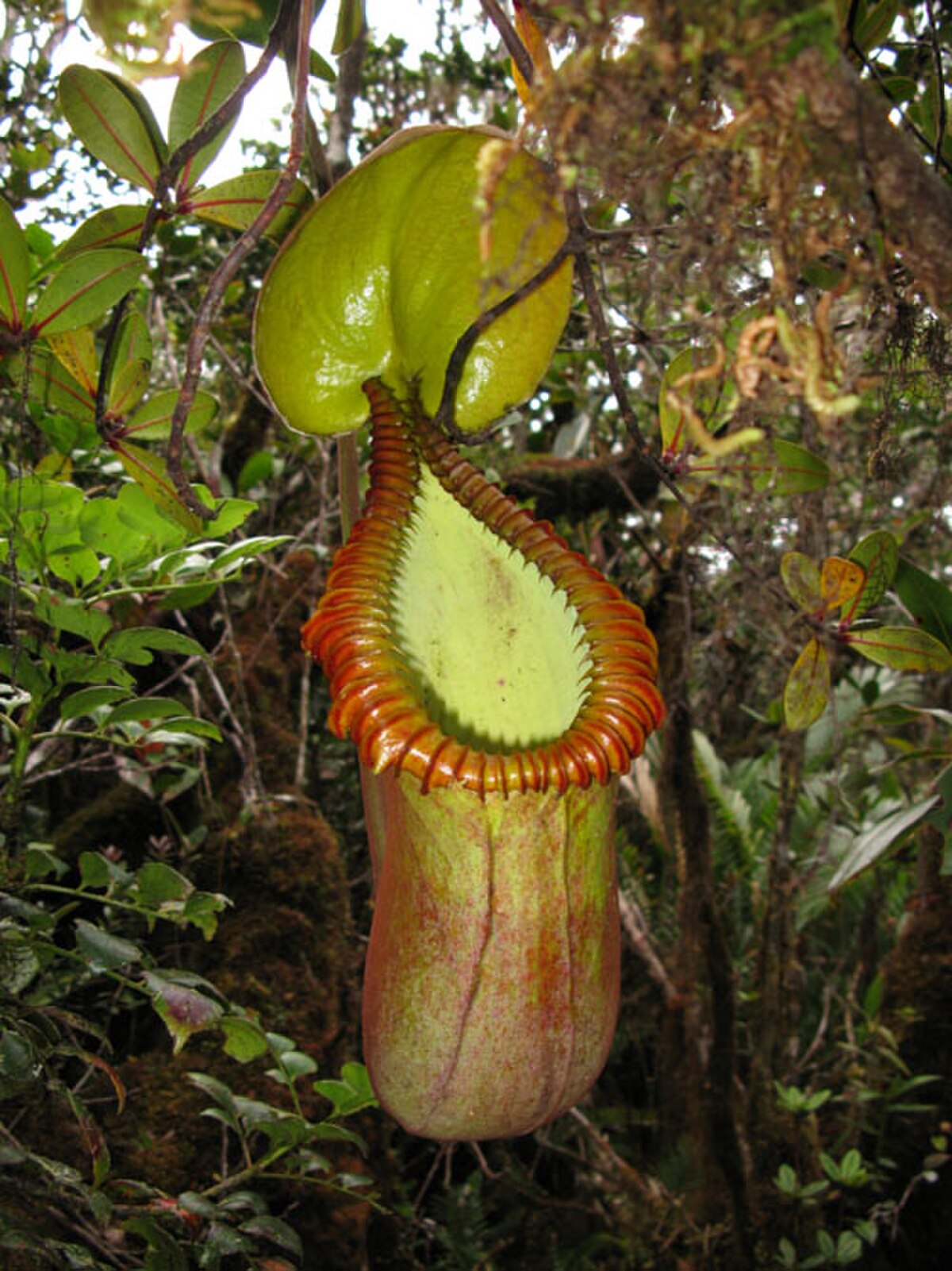 A robust upper pitcher growing in mossy montane forest