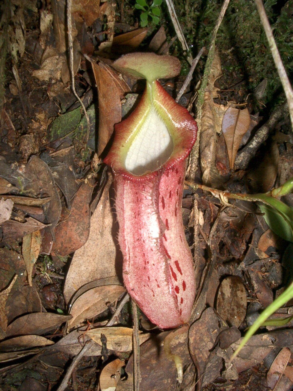Nepenthes rhombicaulis