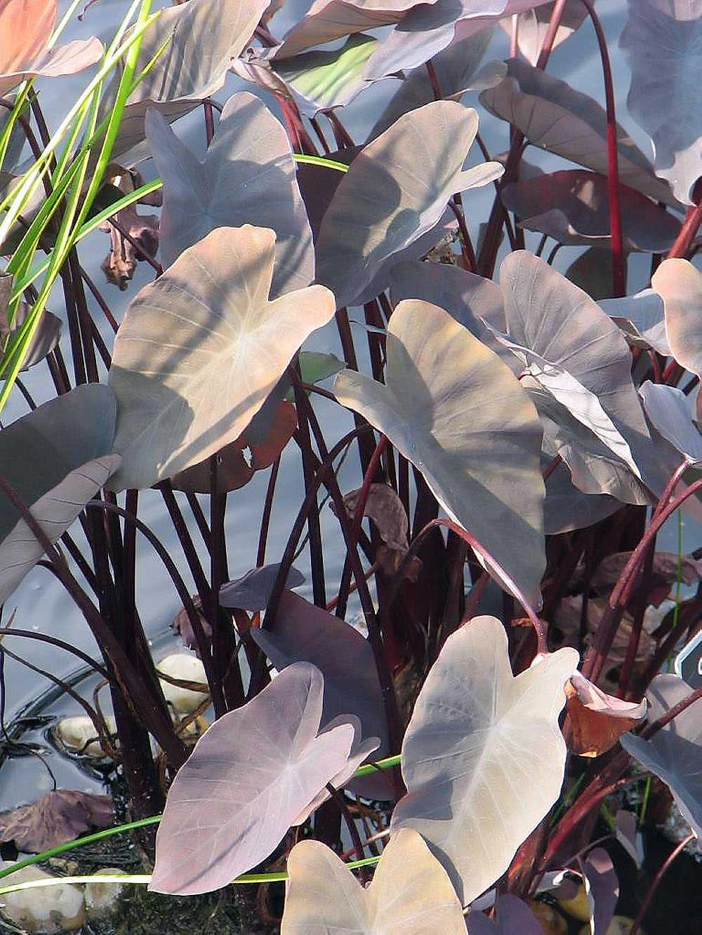 Colocasia hilo