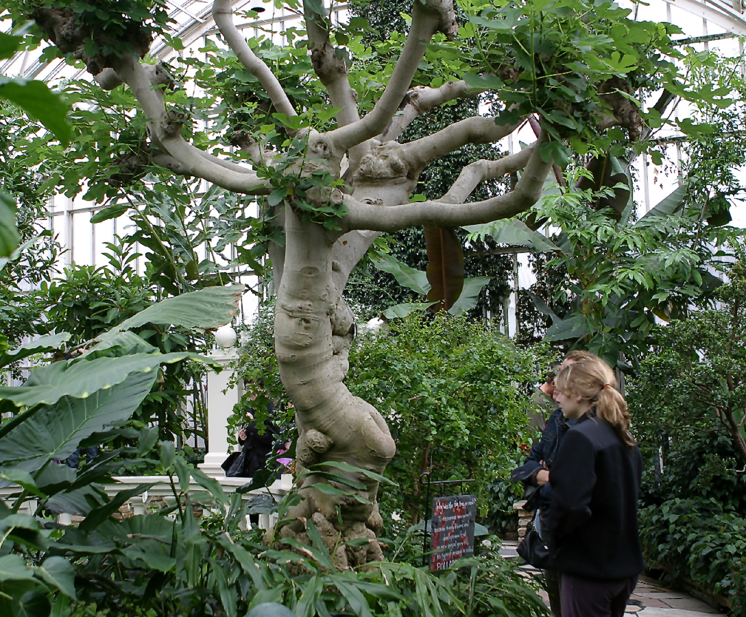 Ficus sylvia