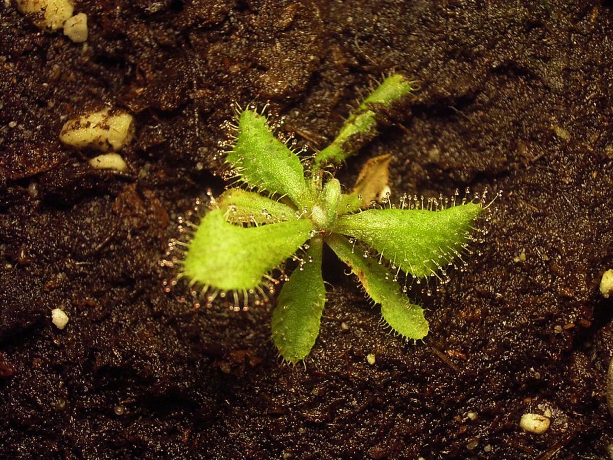 Drosera adelae