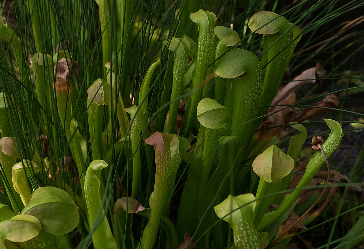 Sarracenia minor