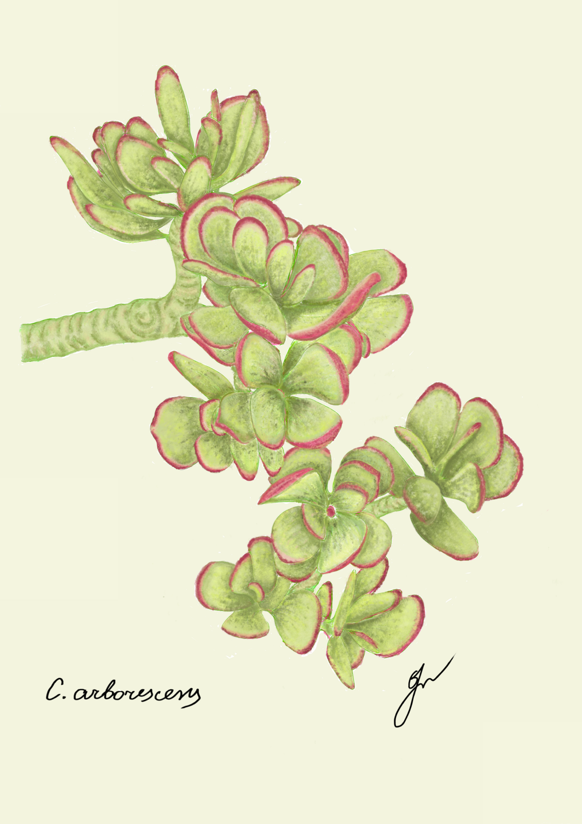 Crassula ovata