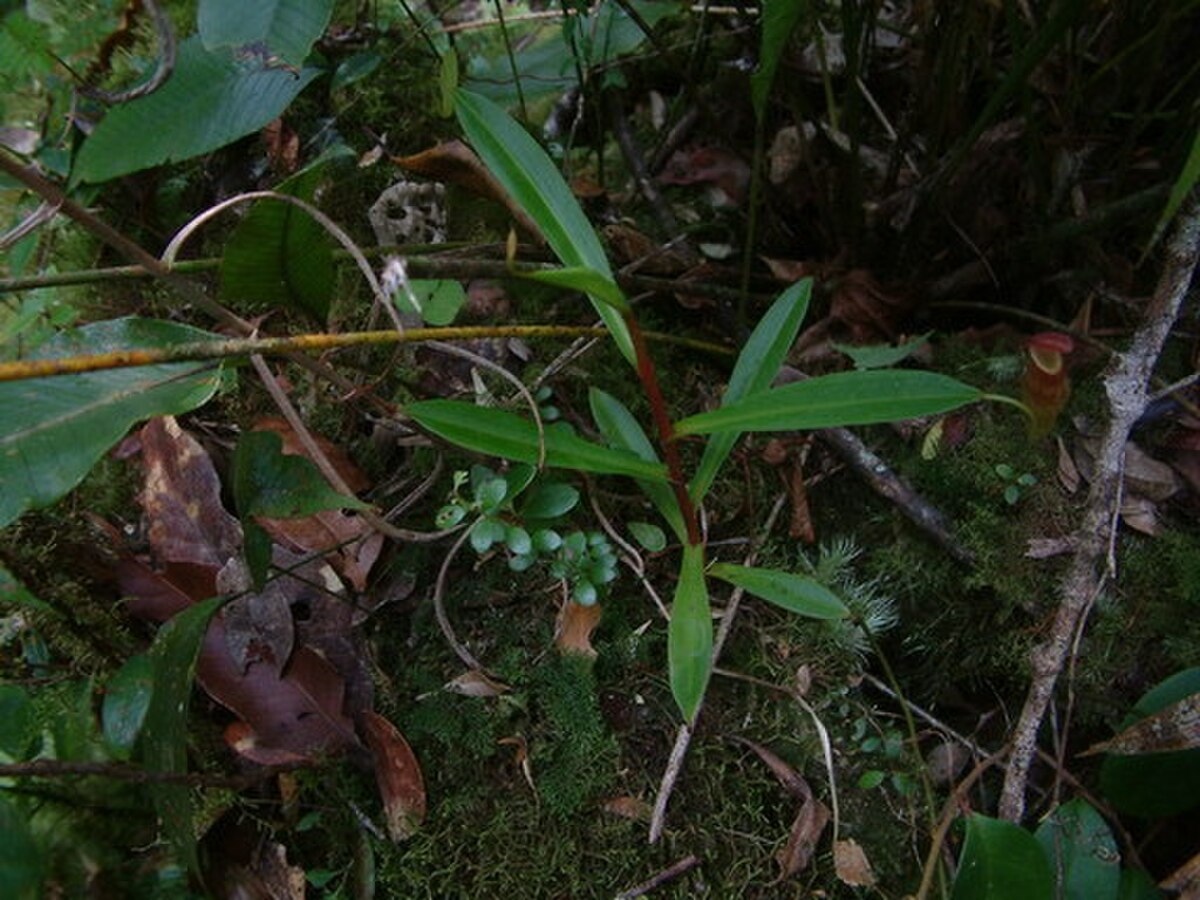 Nepenthes dubia