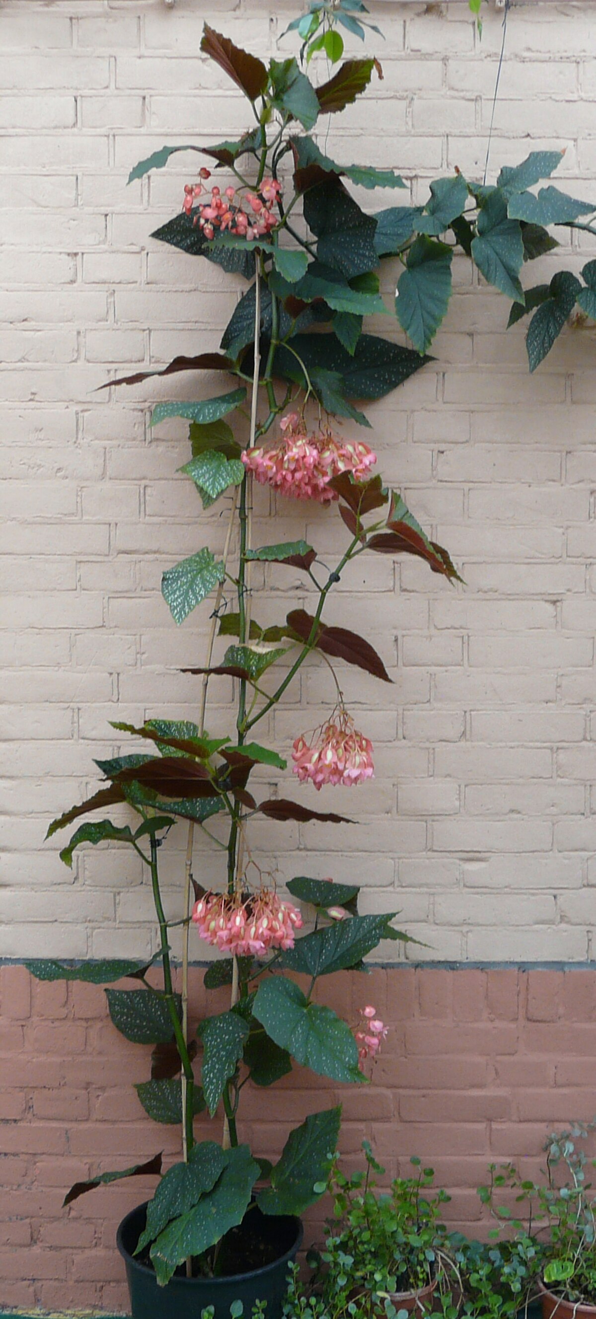 Begonia maculata