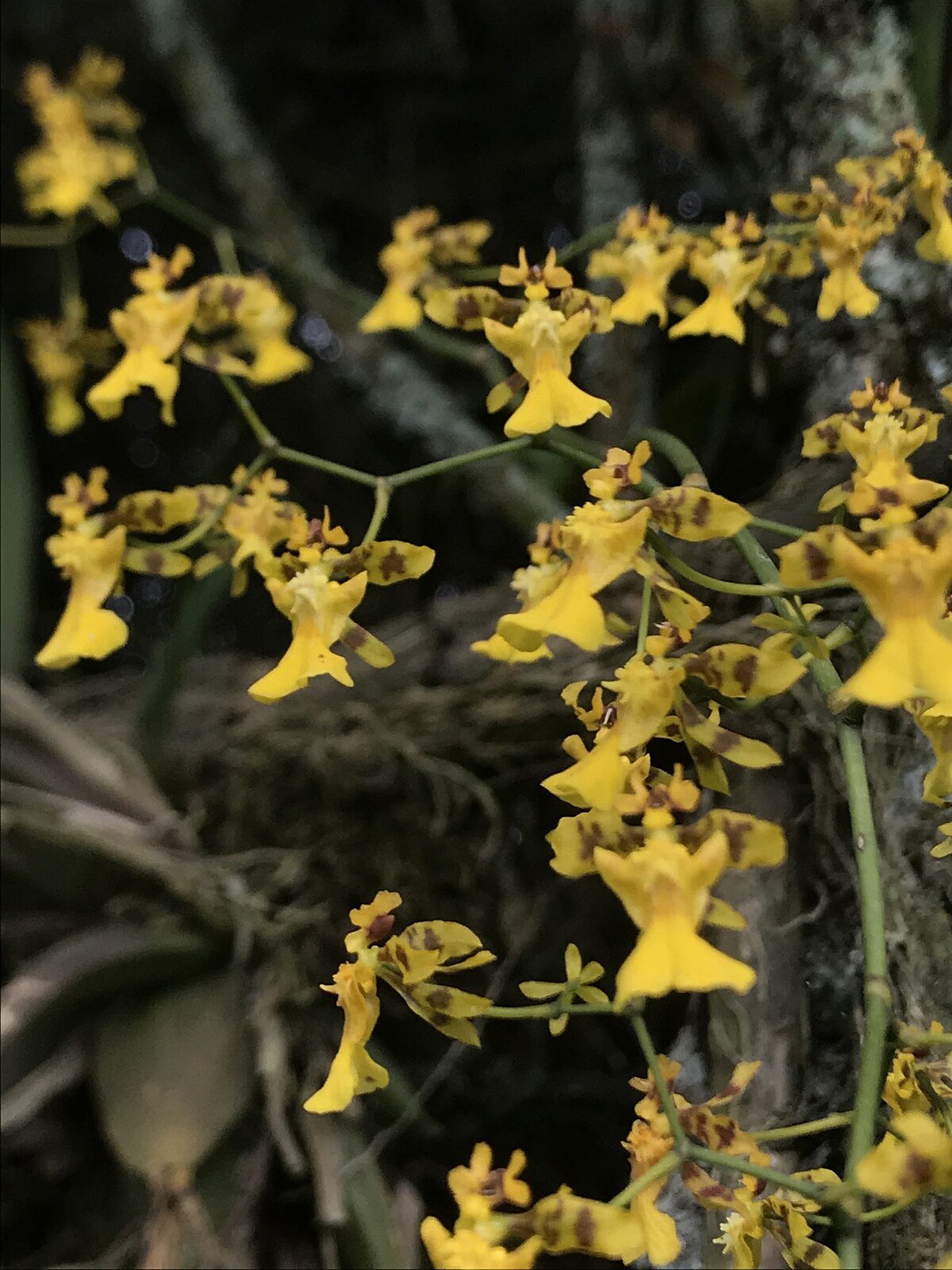 Oncidium ornithorhynchum