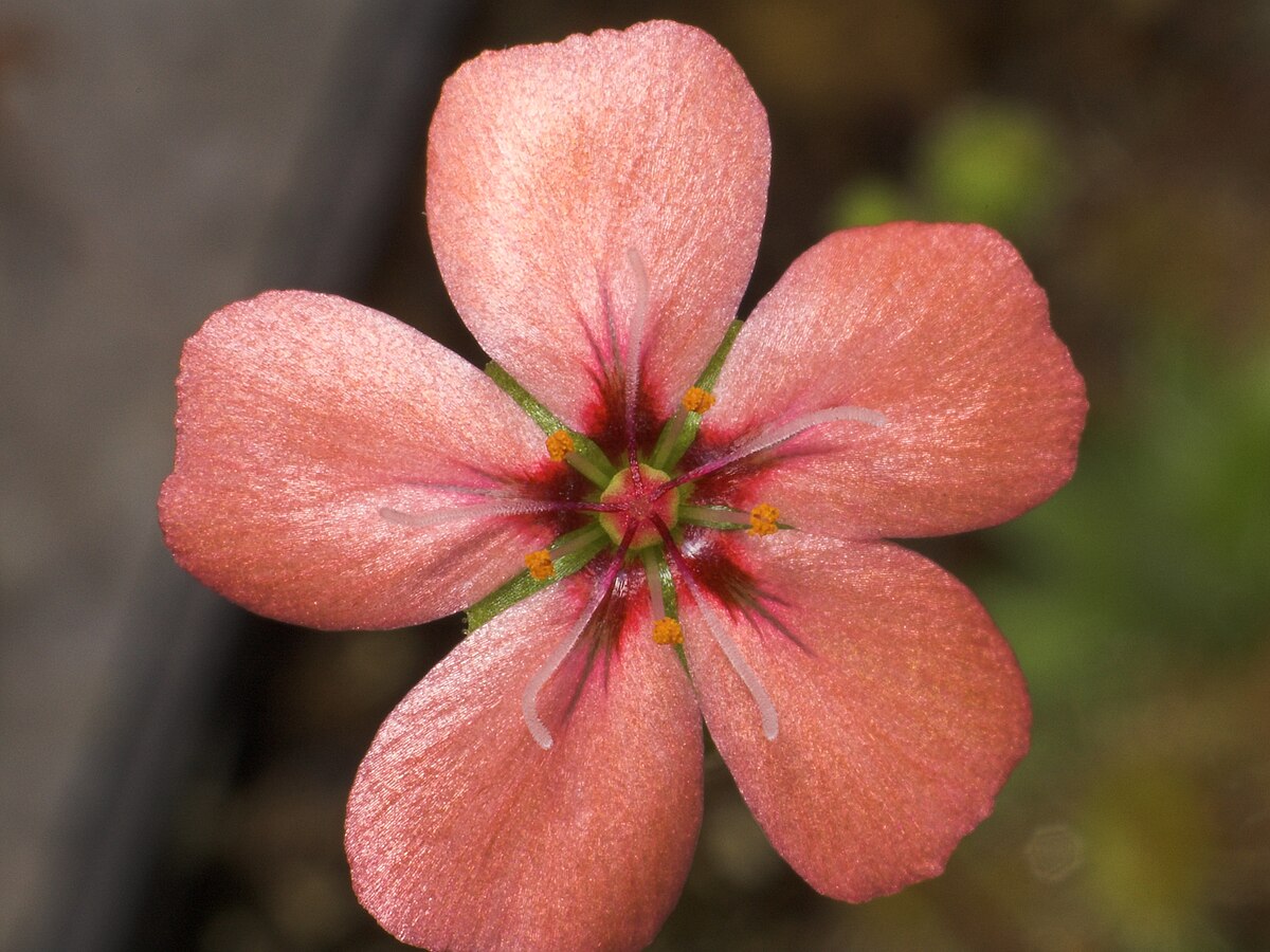Drosera pulchella