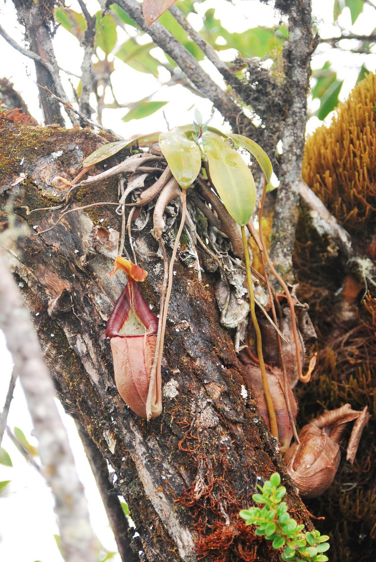 An epiphytic rosette plant