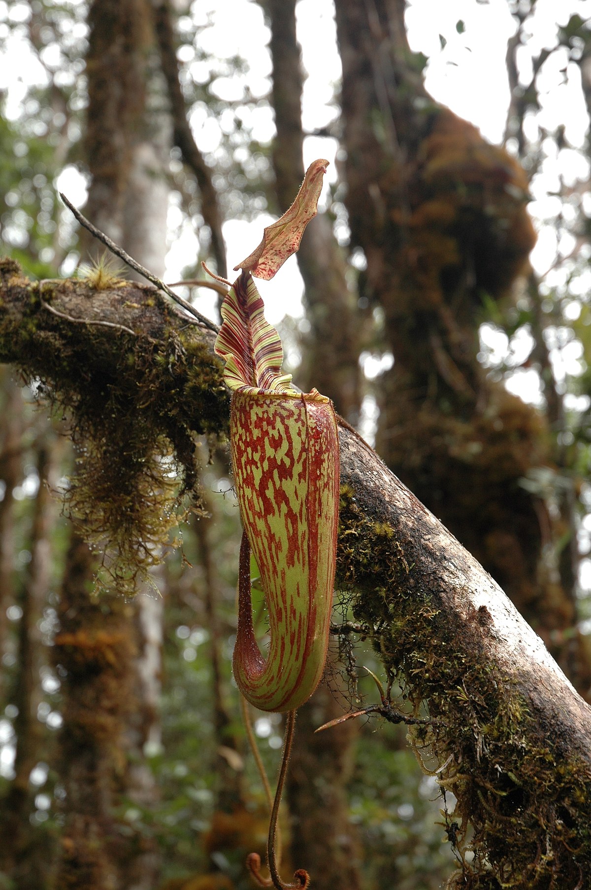 Nepenthes hurrelliana