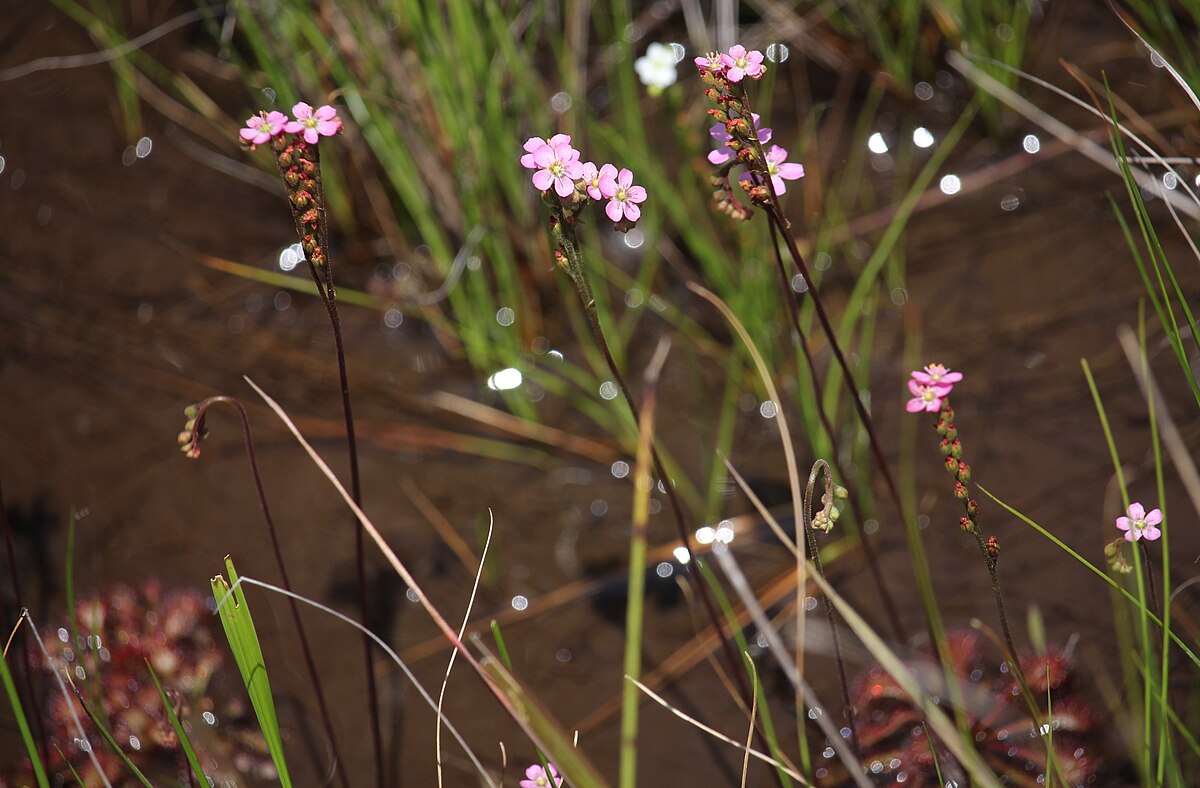 Drosera tokaiensis