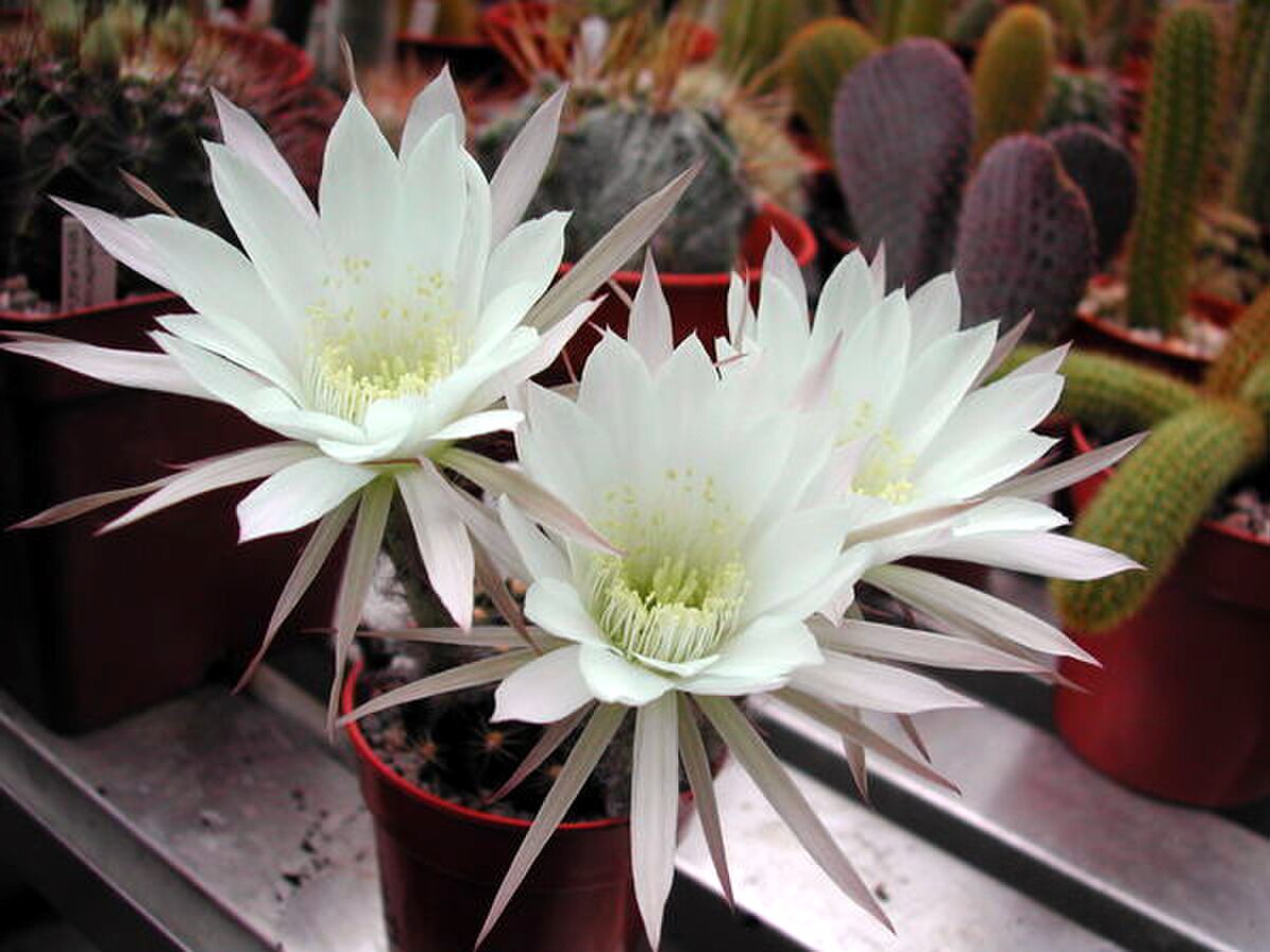 Echinopsis subdenudata