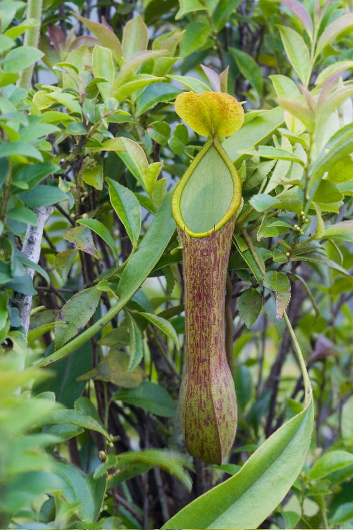 Nepenthes viridis