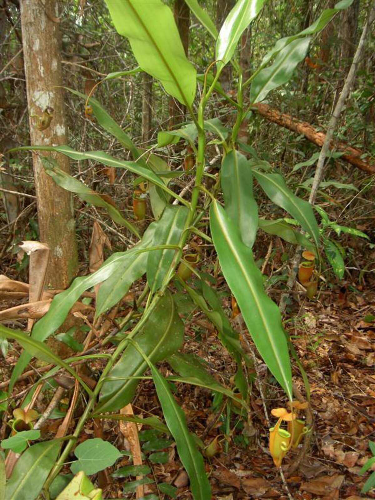 Climbing plant with upper pitchers