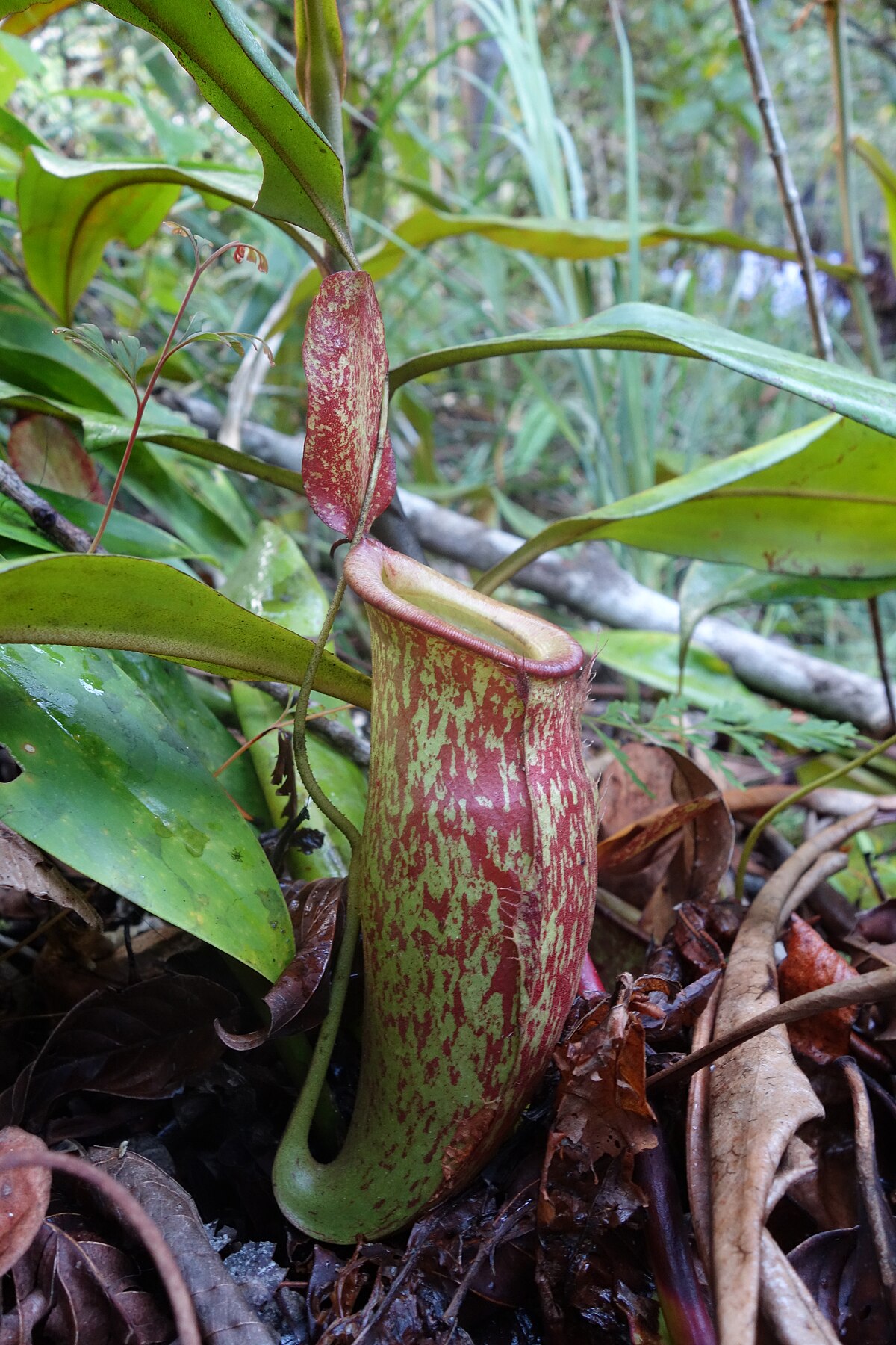Nepenthes Ampullaria