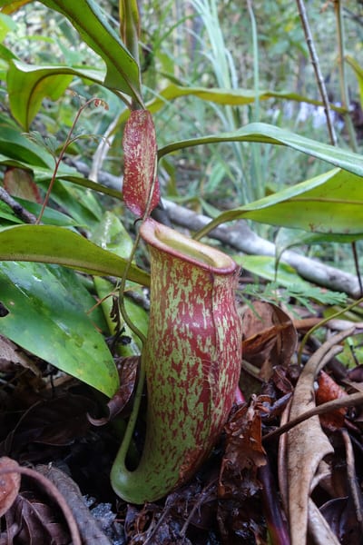 Nepenthes ampullaria