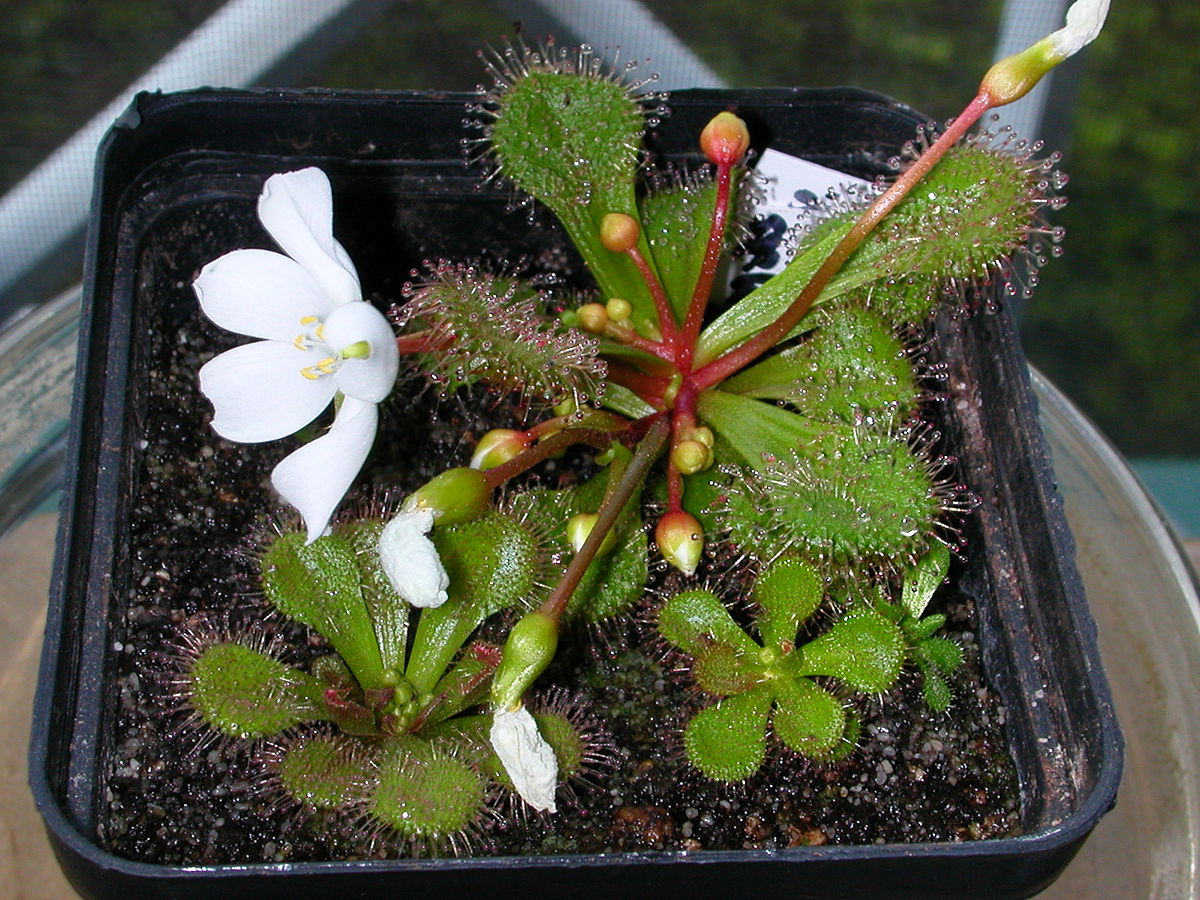 Drosera aberrans