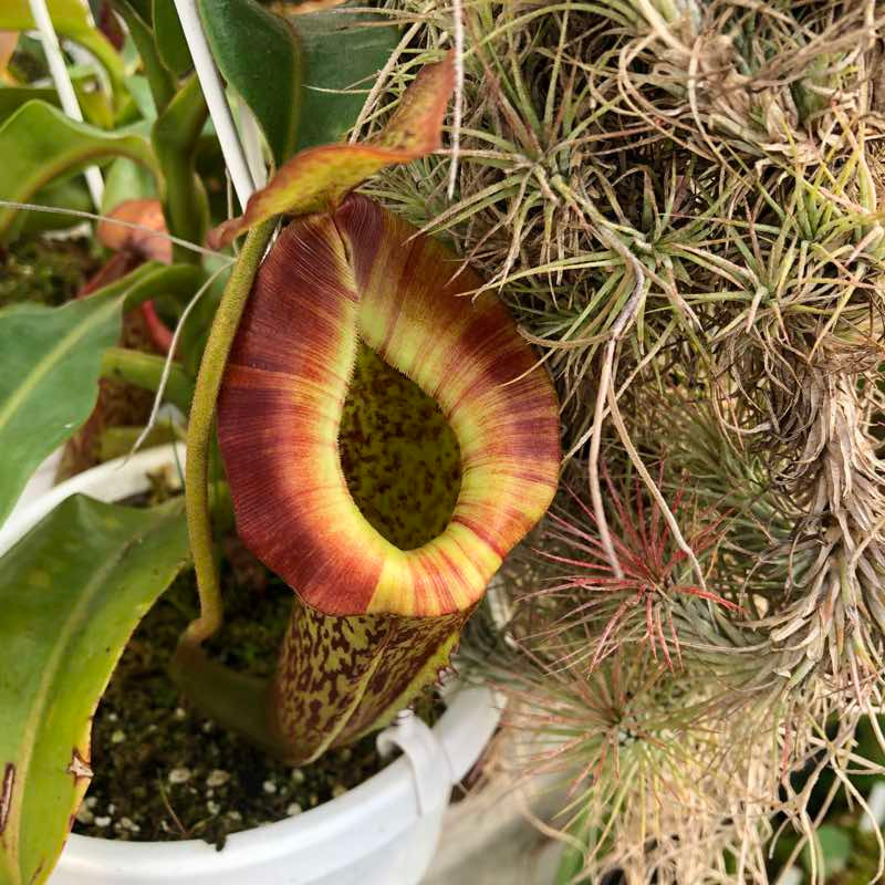 LVTP — colorful peristome patterning