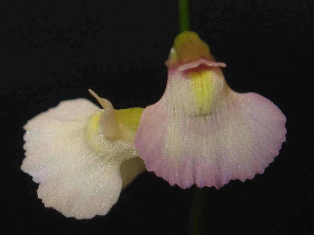 Utricularia rostrata