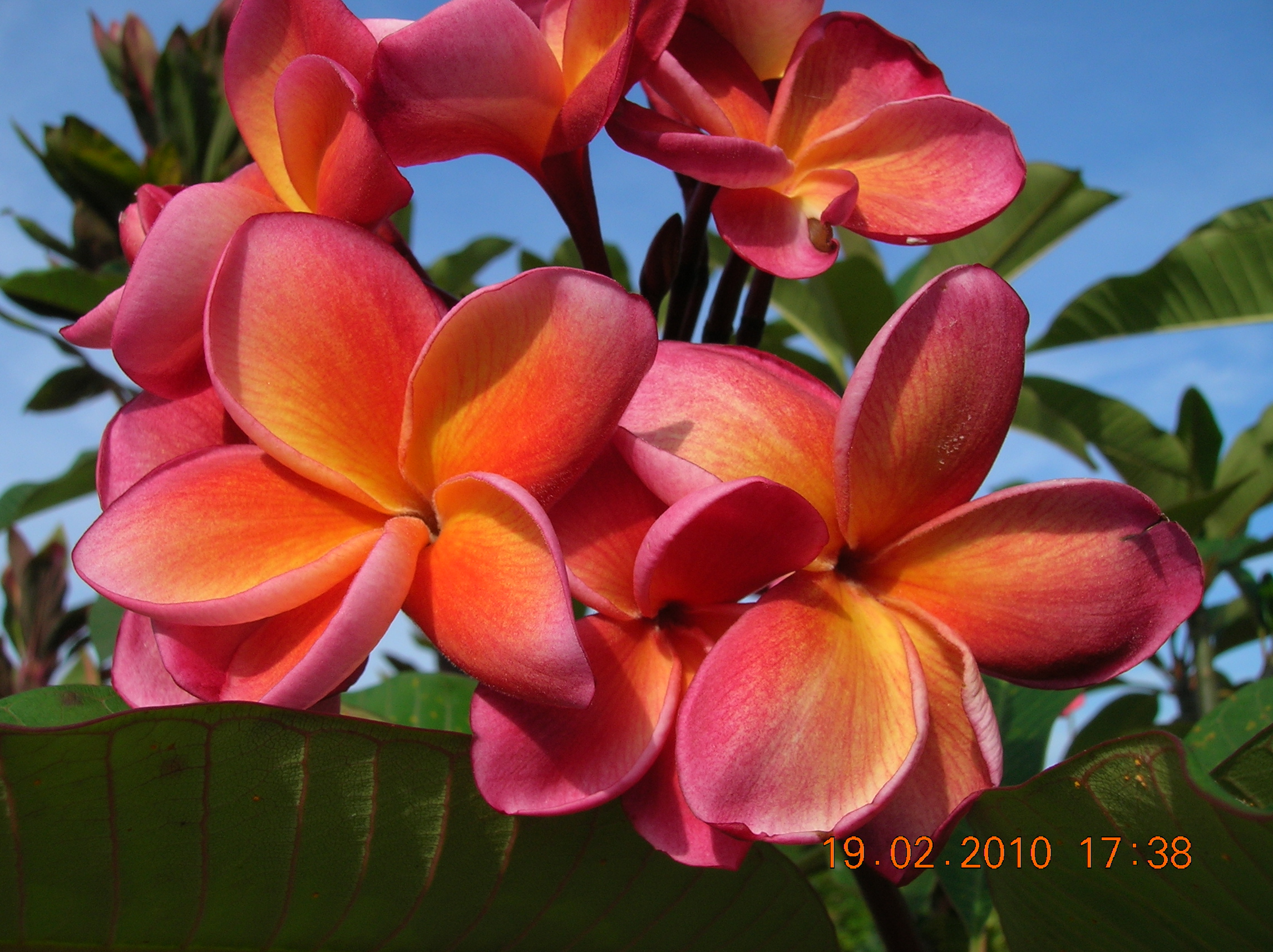 Plumeria (Frangipani)