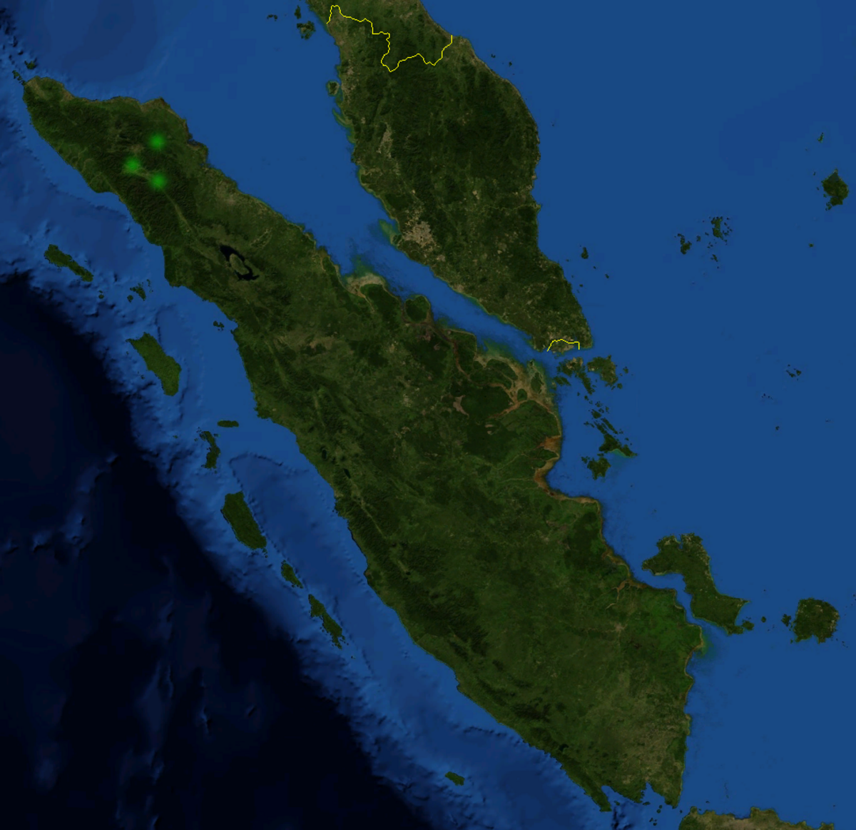 Nepenthes Densiflora