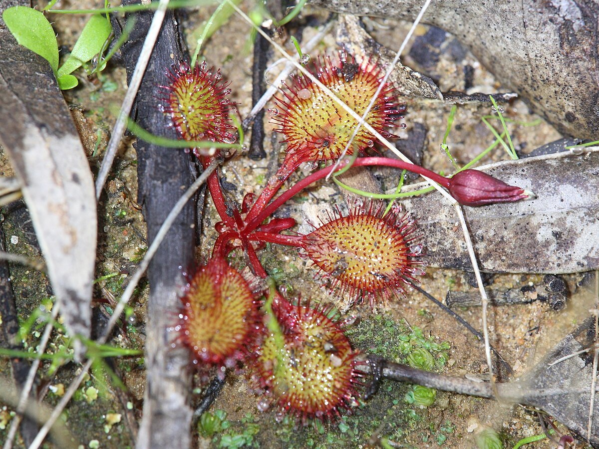 Drosera orbiculata