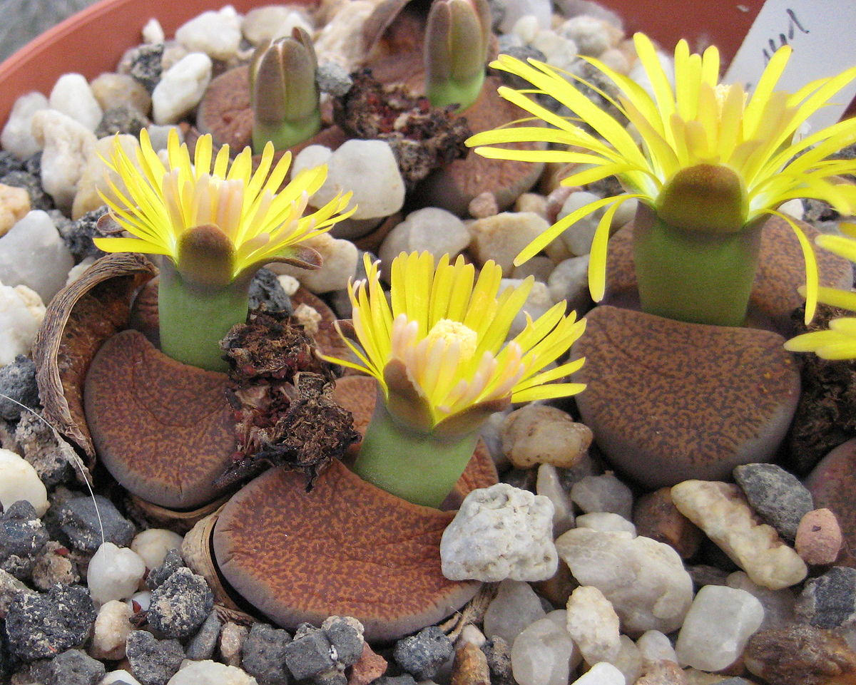 Lithops lesliei