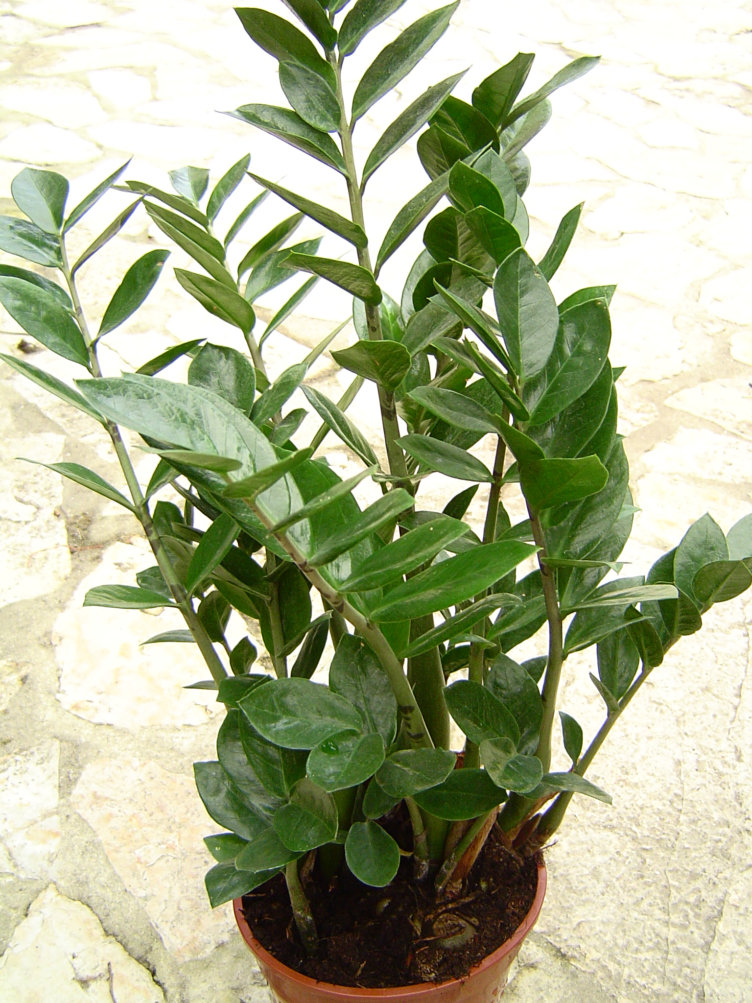 Zamioculcas zenzi