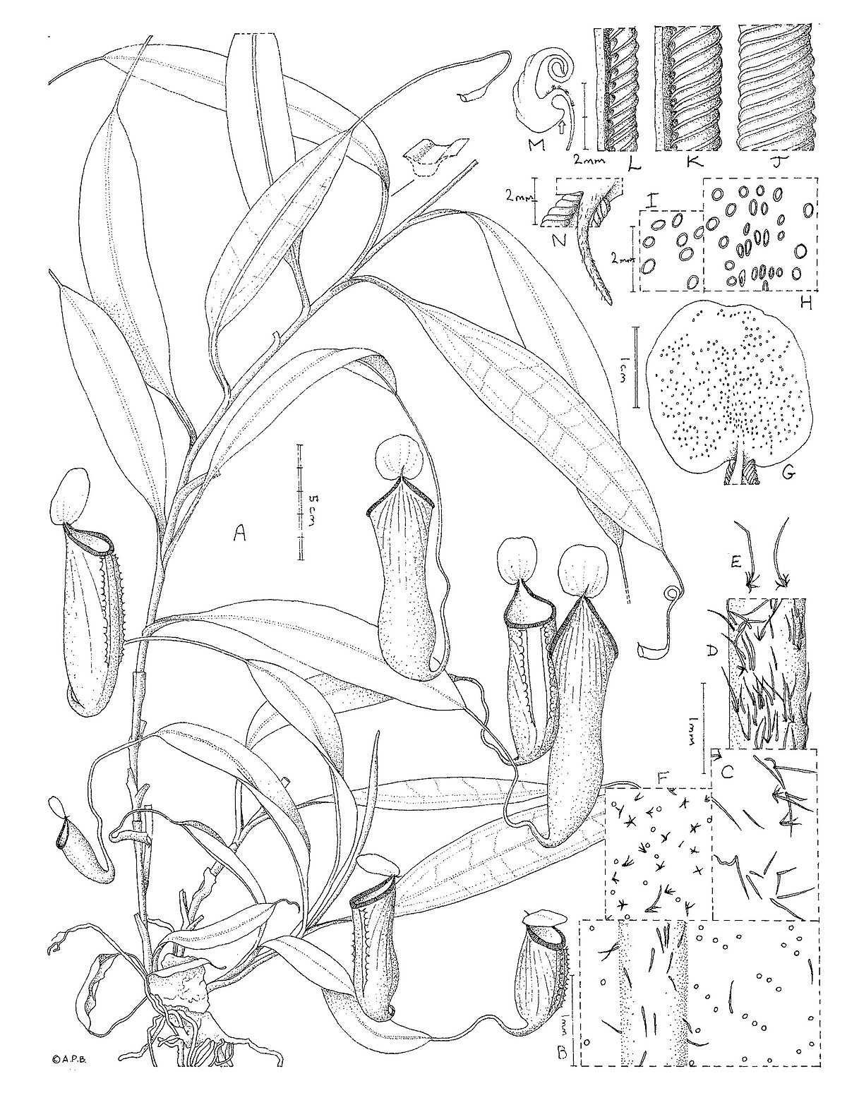 Nepenthes cid