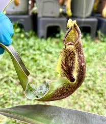 Nepenthes mirabilis ‘Winged’