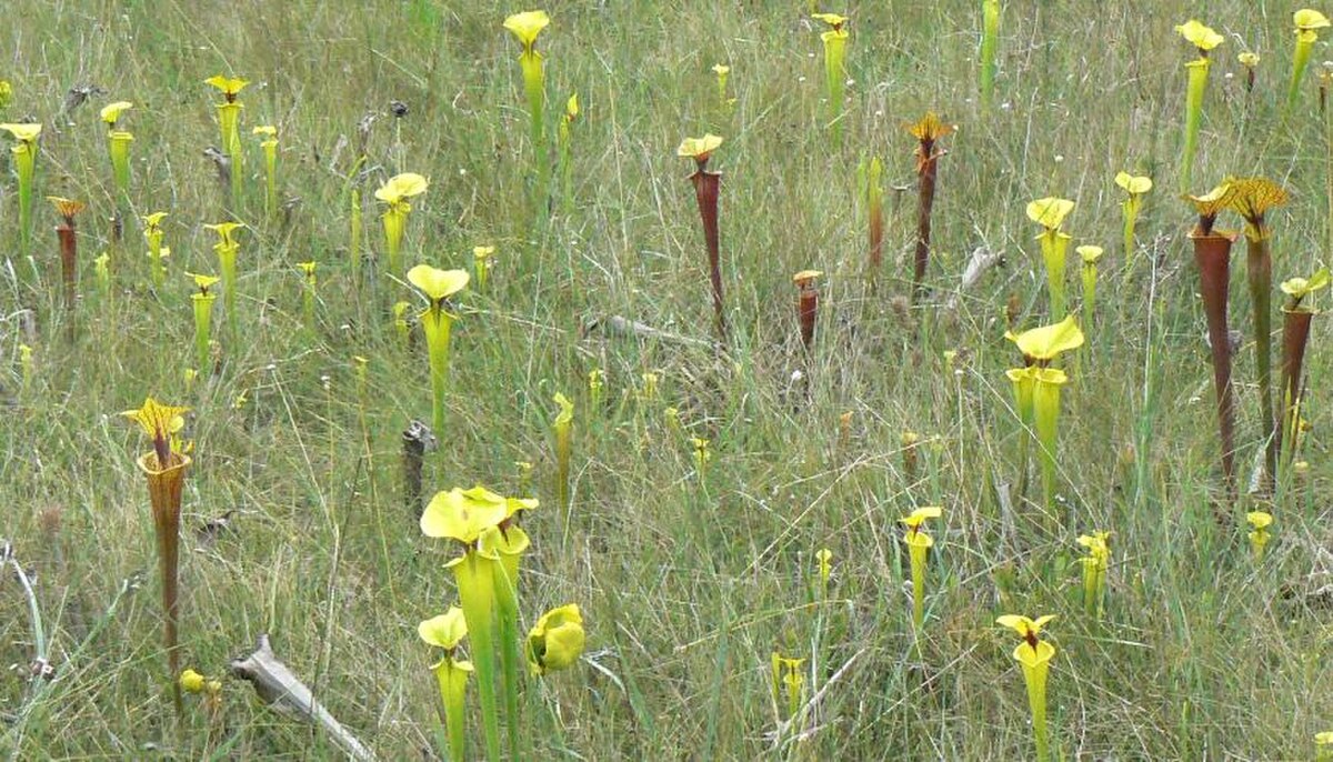 Sarracenia flava
