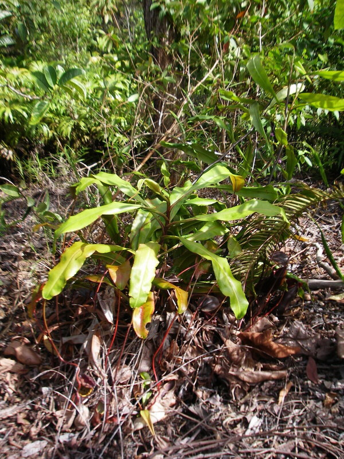 Nepenthes beccariana