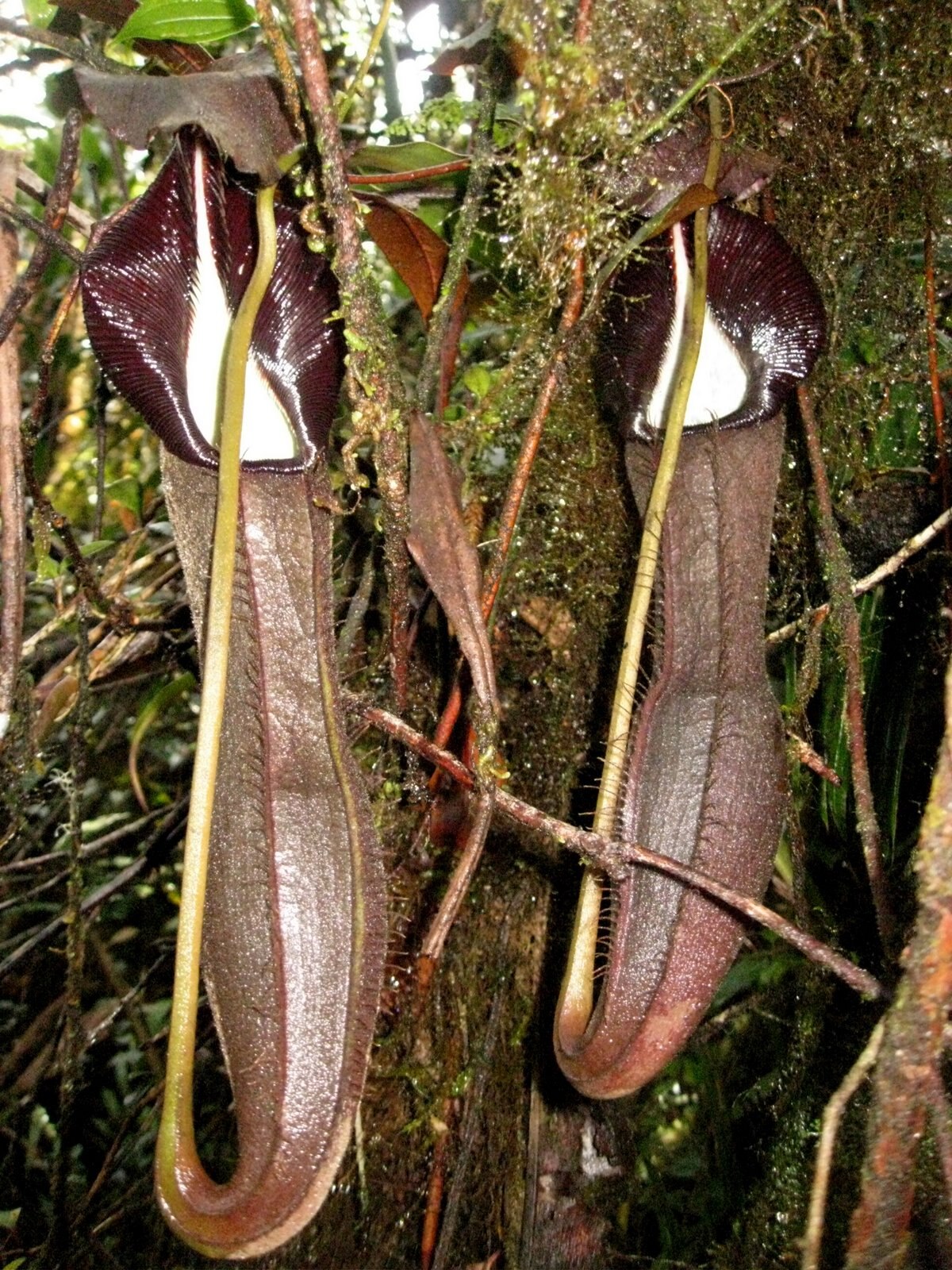 Nepenthes izumiae