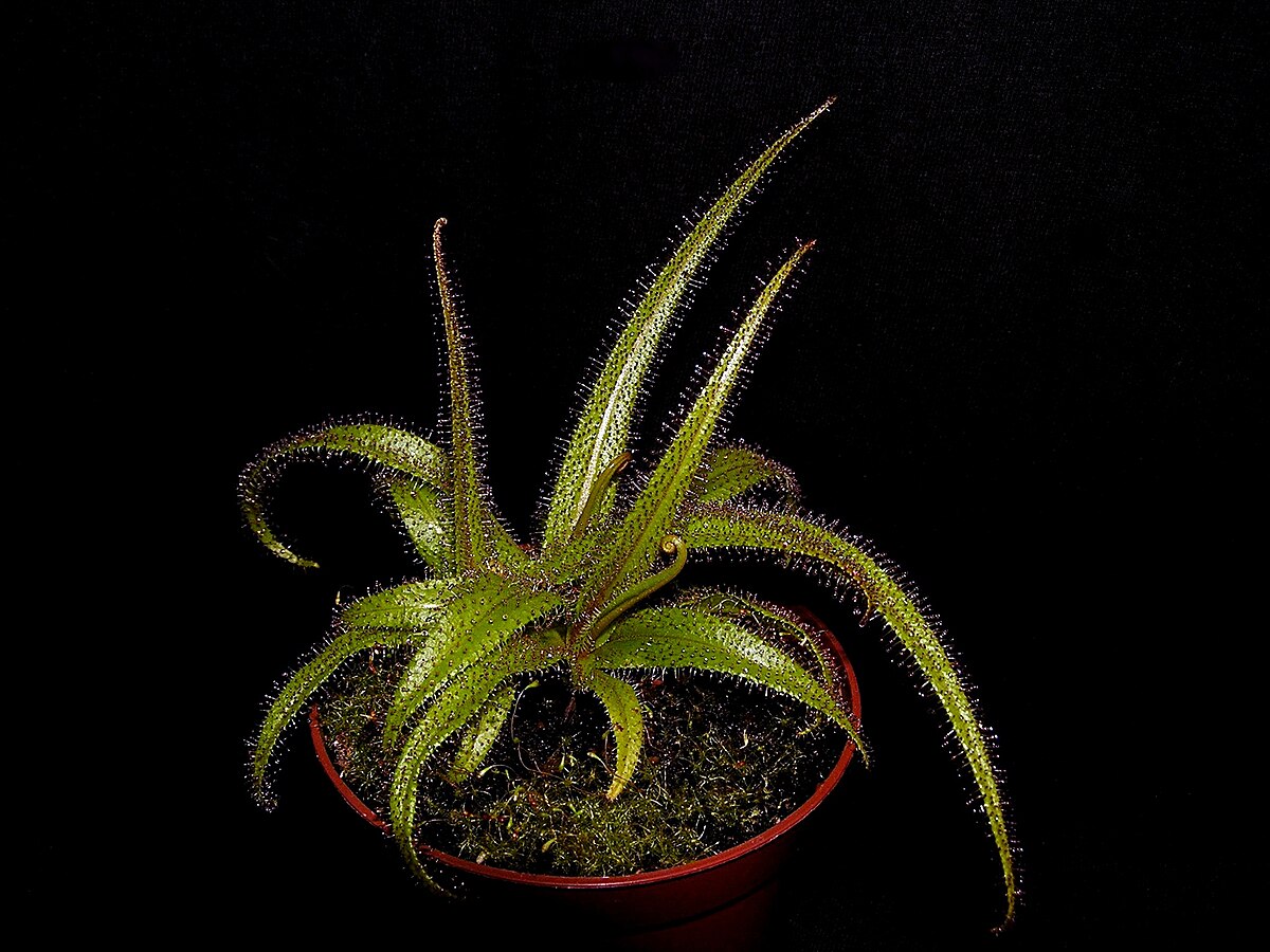 Drosera regia