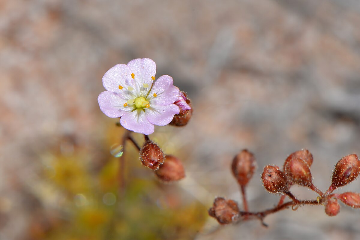 Drosera omissa