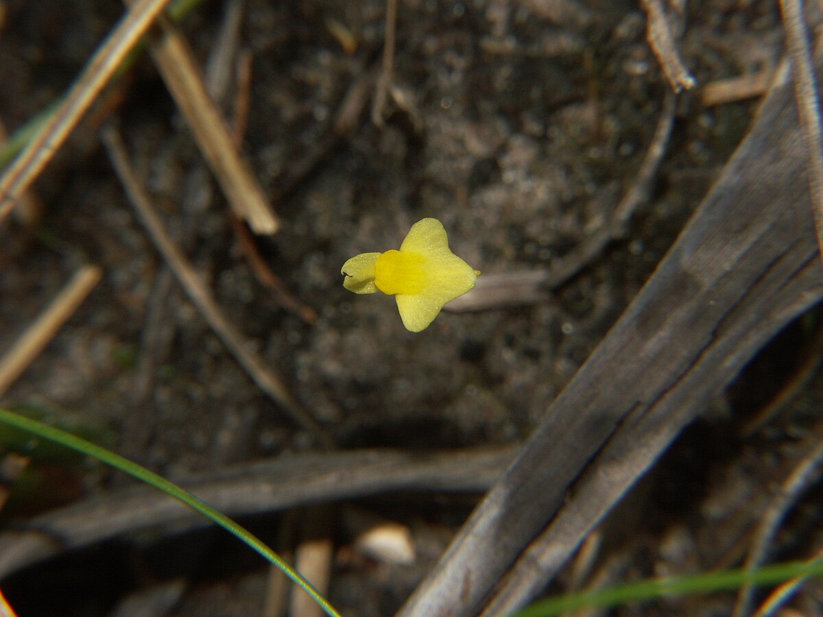 Utricularia subulata