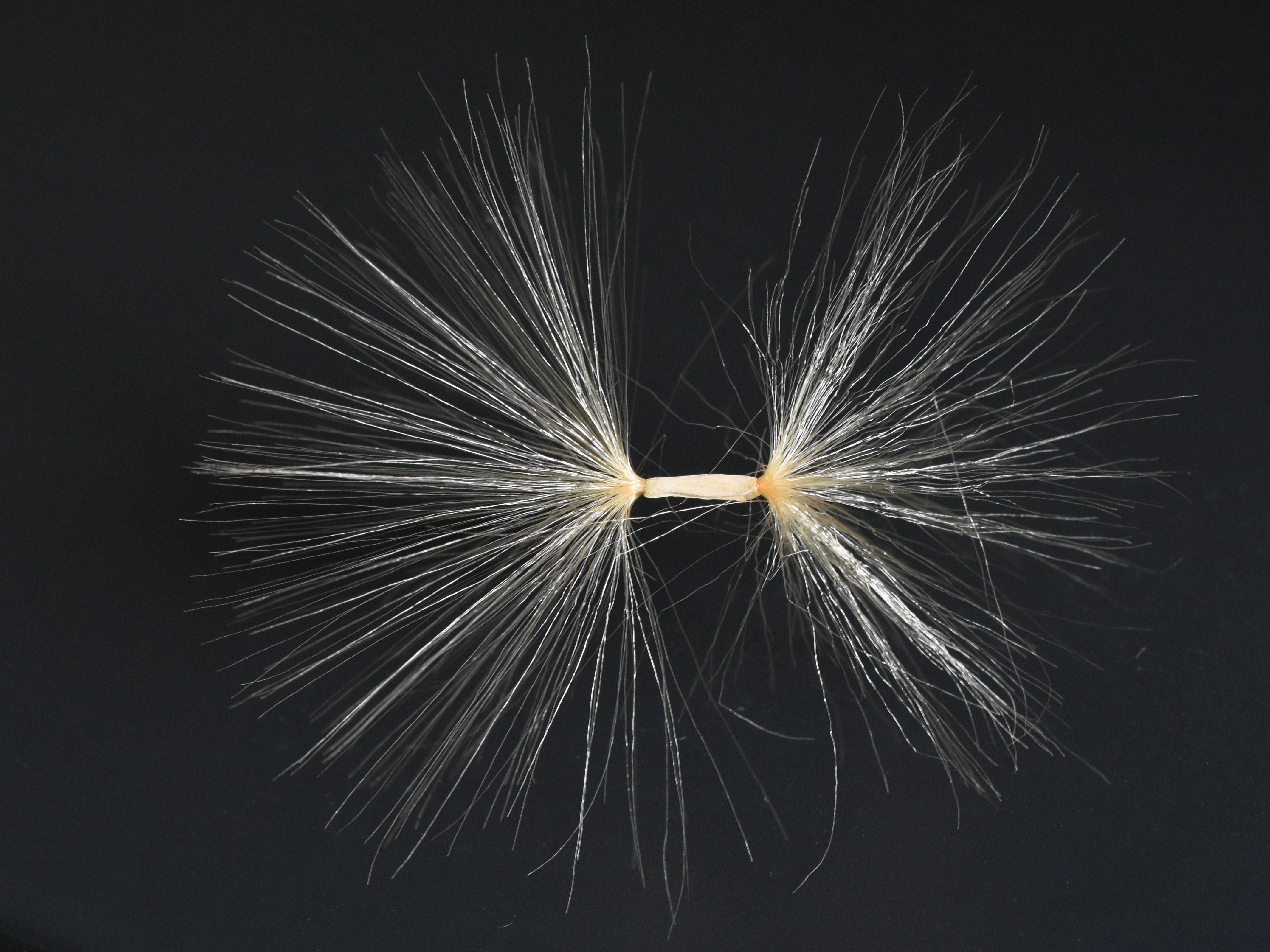 Adenium (Desert Rose)