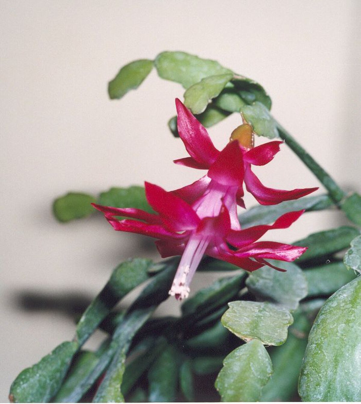 Schlumbergera buckleyi