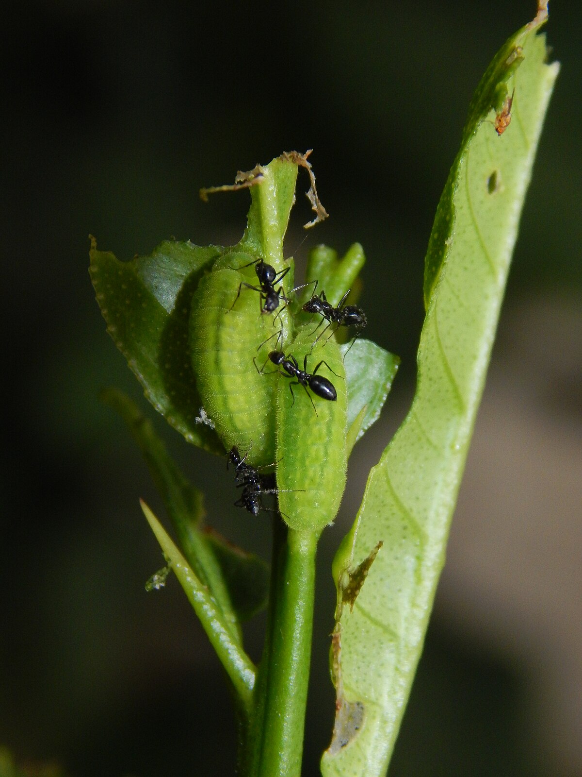 Citrus aurantiifolia