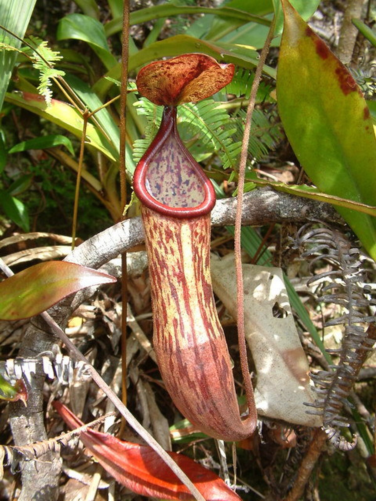 Nepenthes neoguineensis