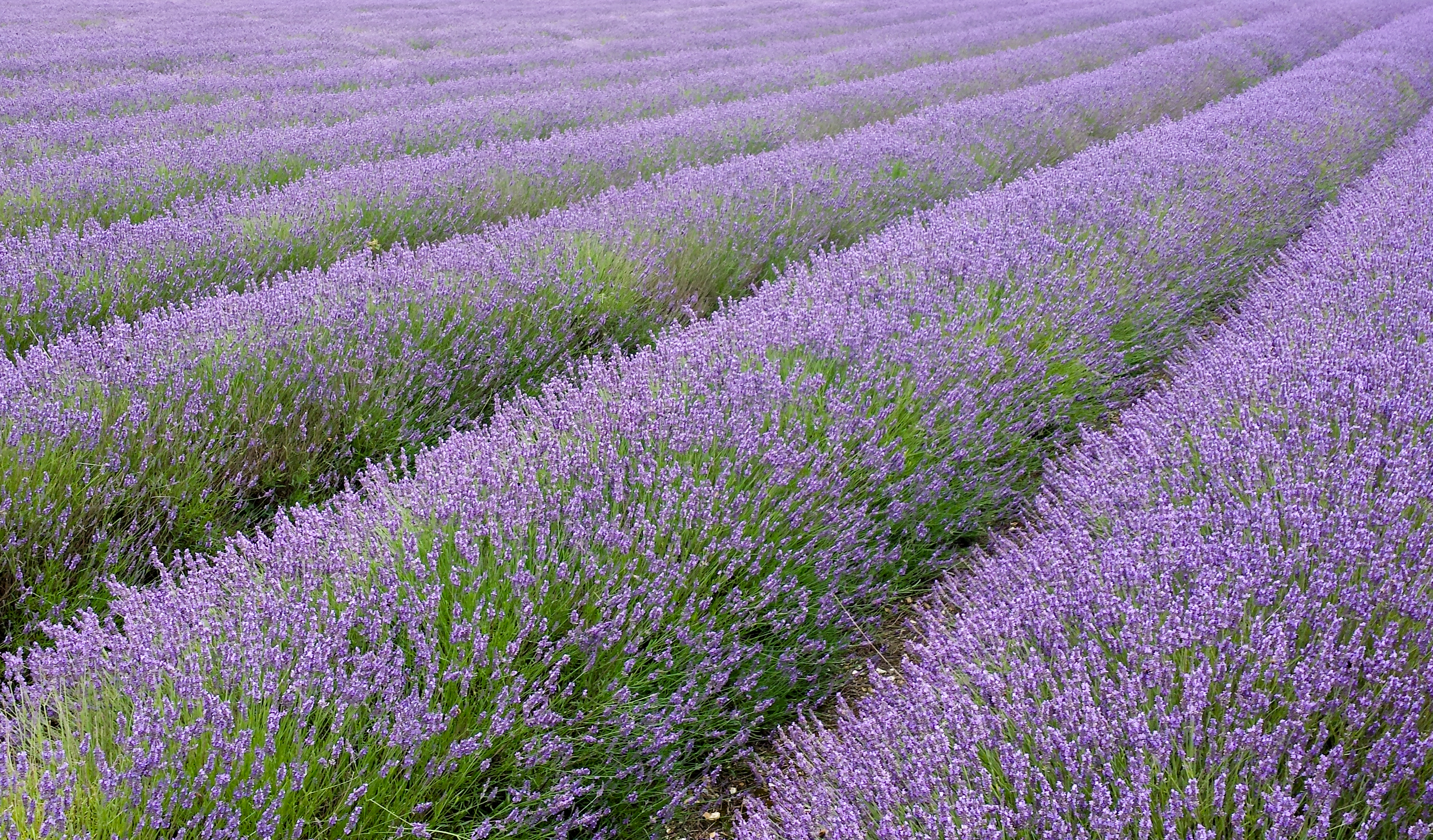 Lavandula